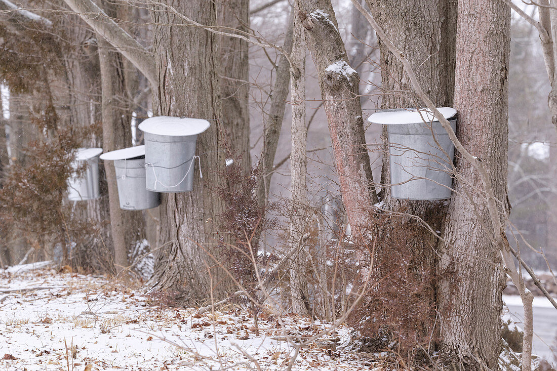 Tapped Sugar Maple trees for sap collection
