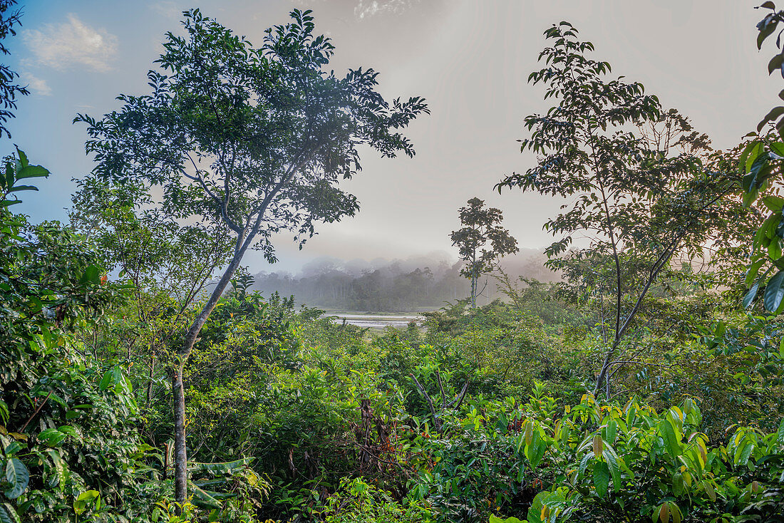 Cloud Covered Canopy, Odzala, Congo