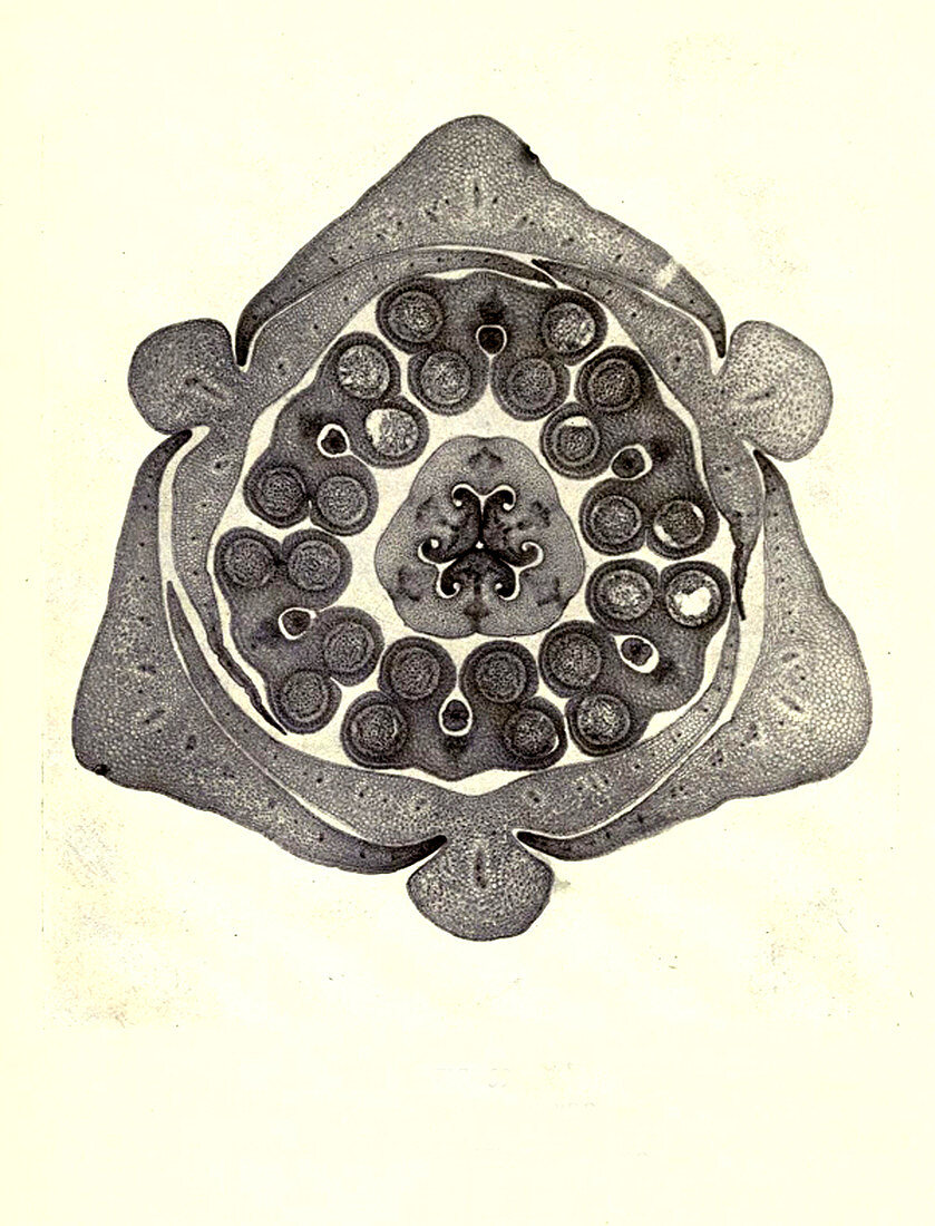 Section of Lily Bud, Early Photomicrograph
