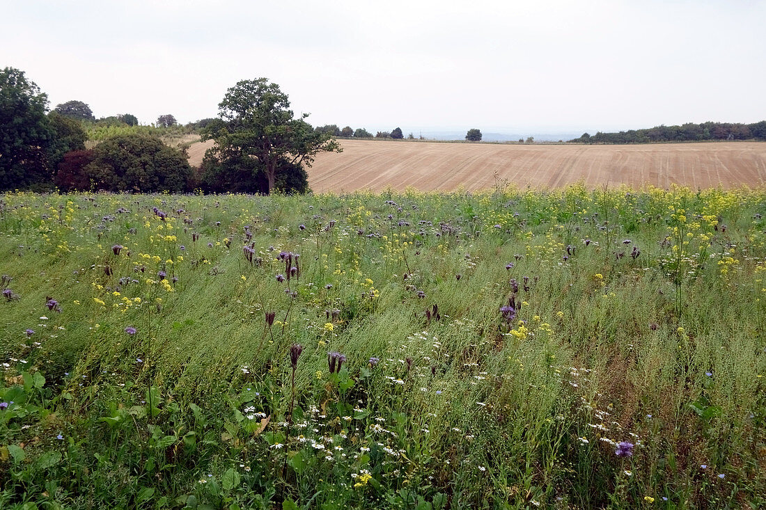 Wildflower field next to farm field