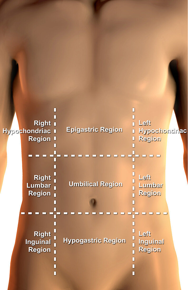Abdominopelvic Regions, labelled