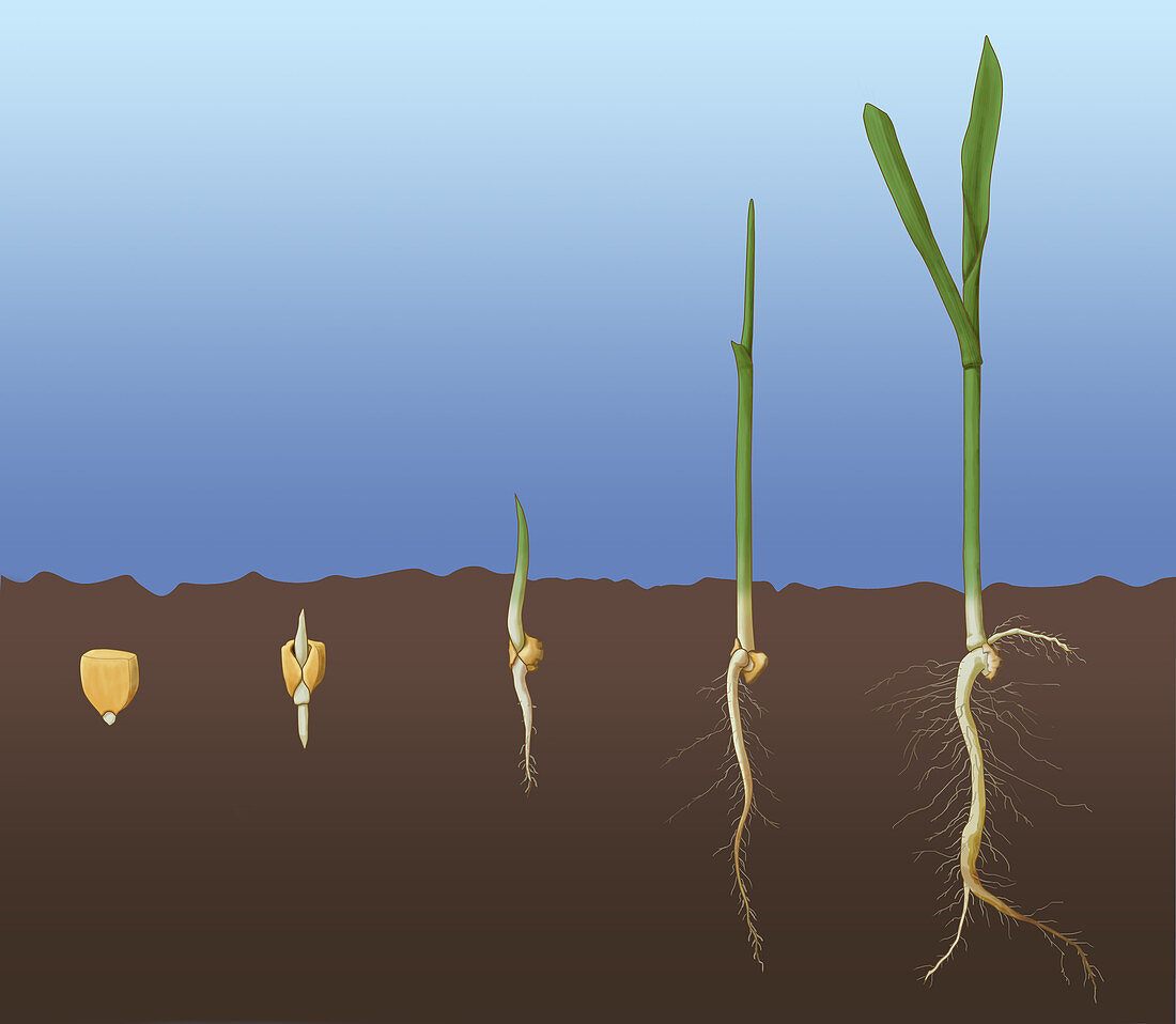 Corn Seed Germination, Illustration