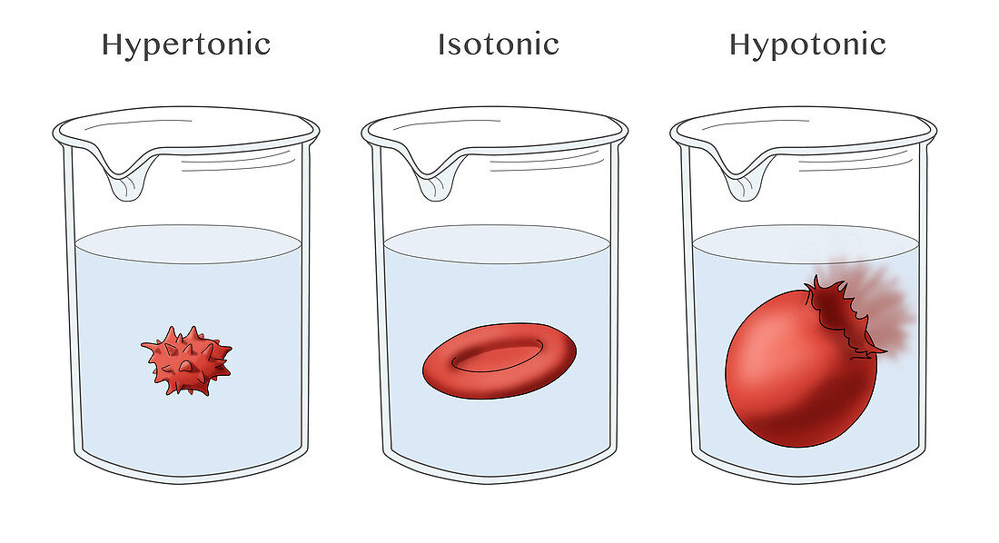 Osmosis in Red Blood Cells, Illustration