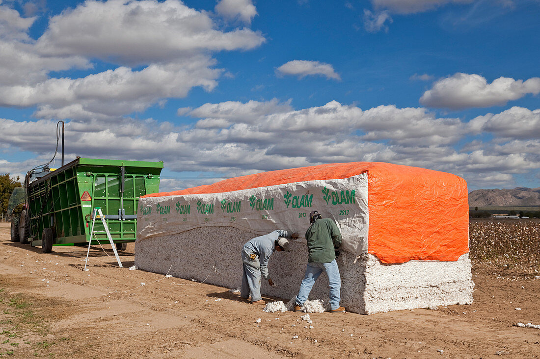 18, 000 Pound Cotton Bale