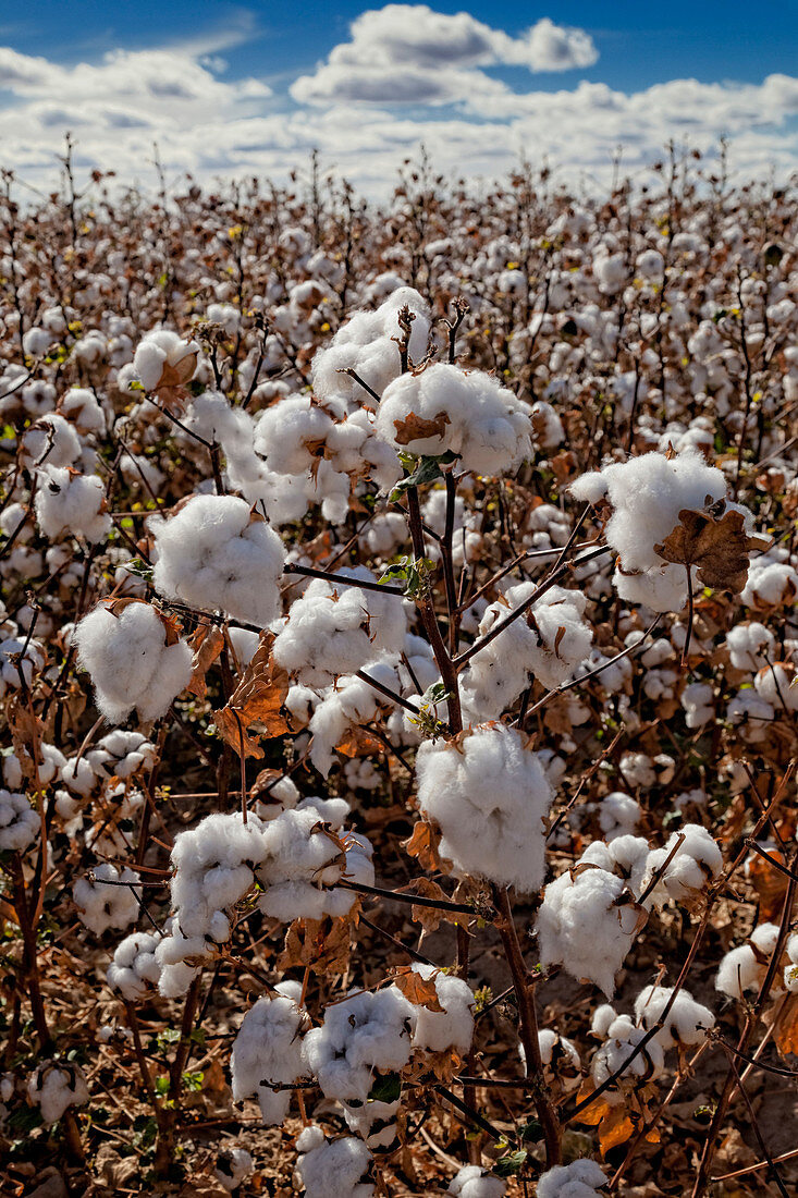 Cotton Ready for Harvest