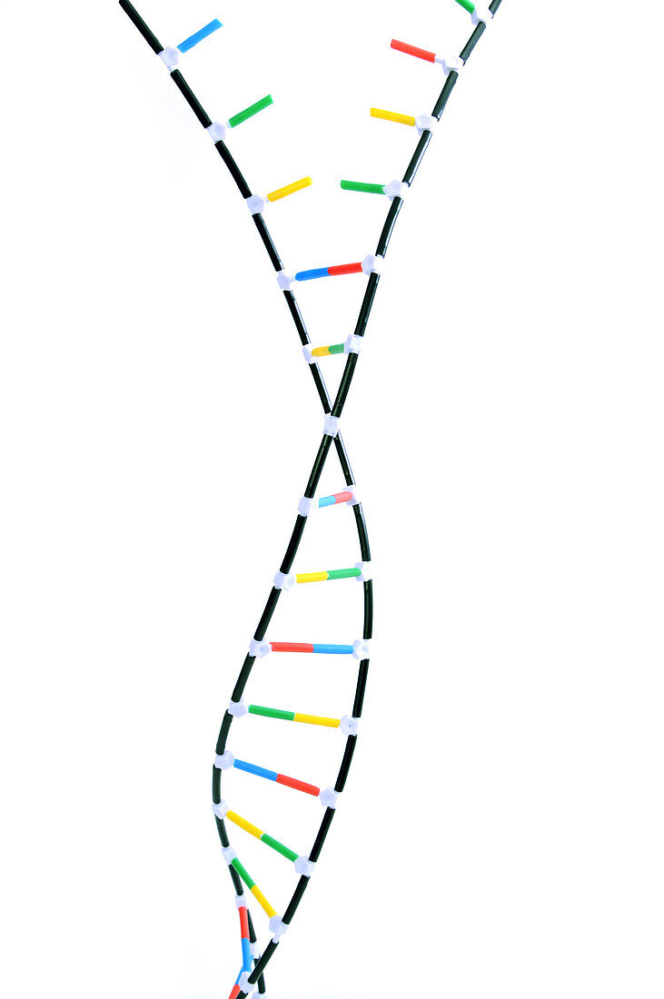 Double Helix DNA Model