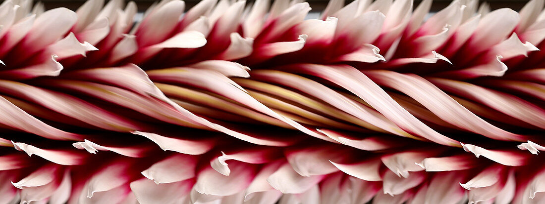 Slit-Scan Image of Dahlia Flower