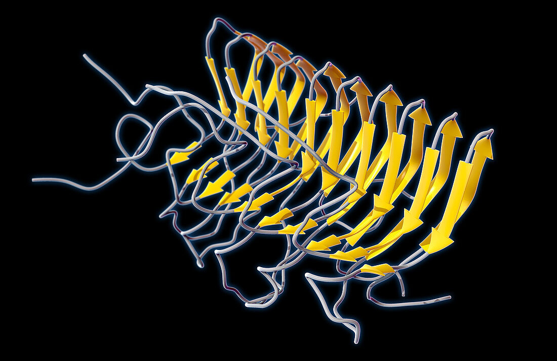 Prion Amyloid, molecular model