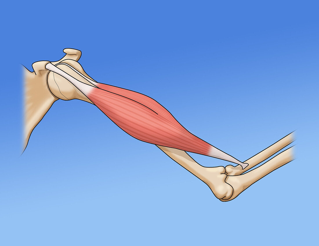 Bicep Muscle, Illustration