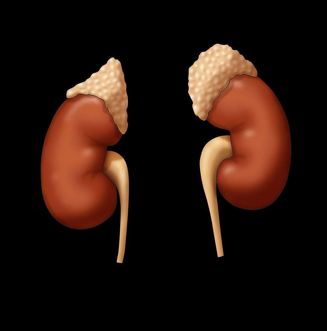Adrenal Glands and Kidneys, Illustration