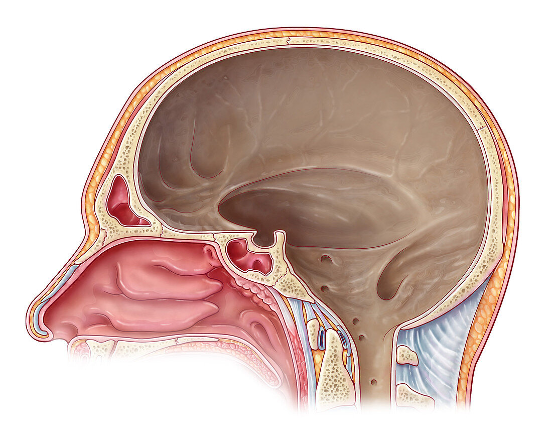 Cranial Cavity, Illustration
