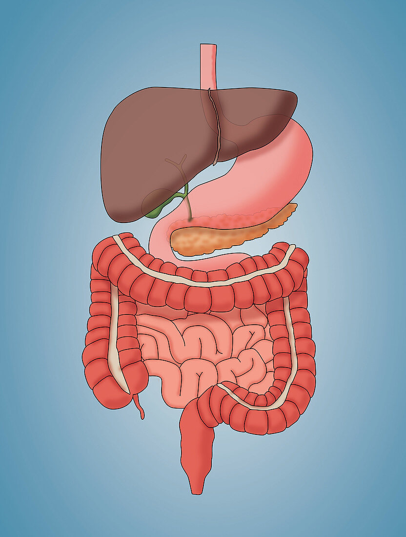 Normal Digestive System