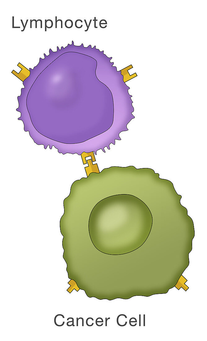 Lymphocyte and Cancer Cell