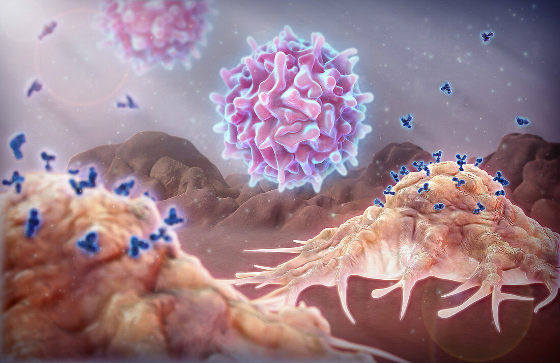 Monoclonal Antibodies and T Cells