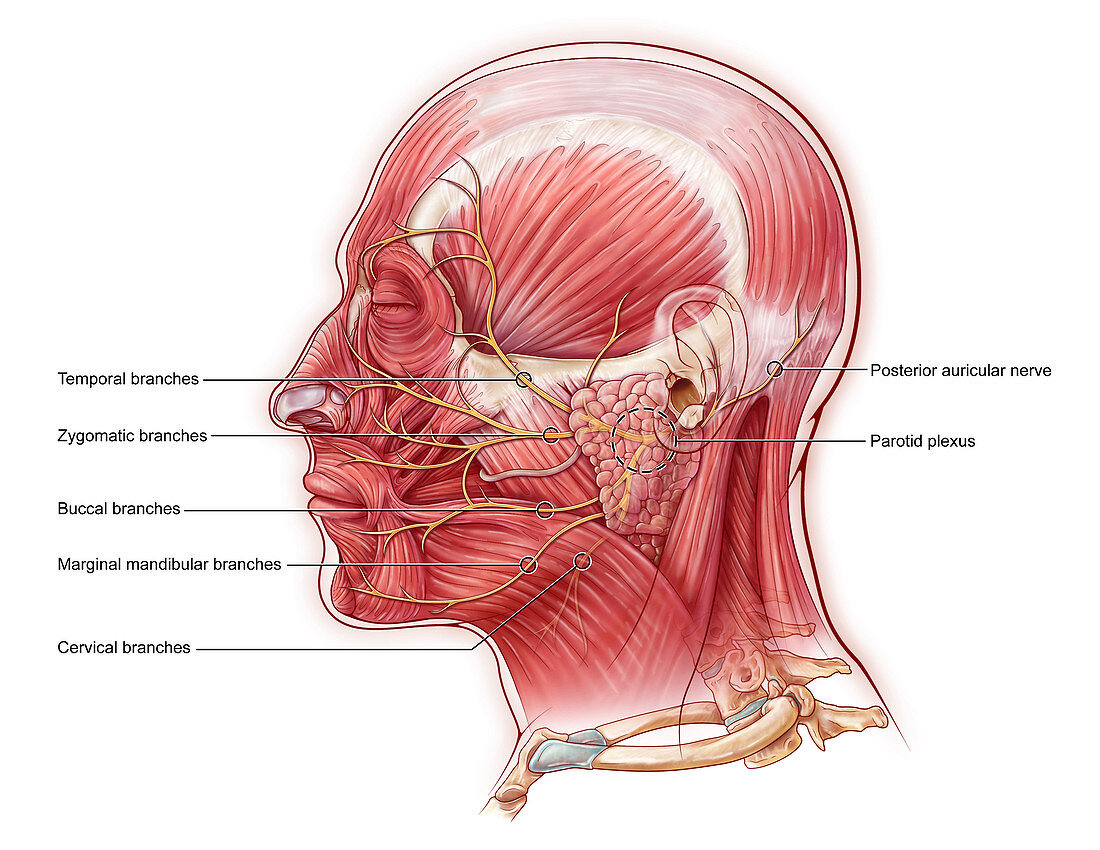 Facial Nerve, illustration