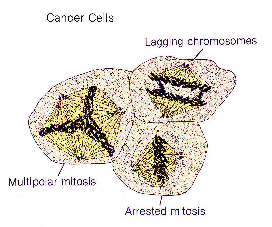 Cancer Cells, Illustration