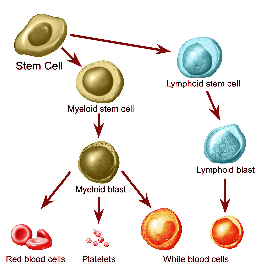Stem Cells Maturing, Illustration