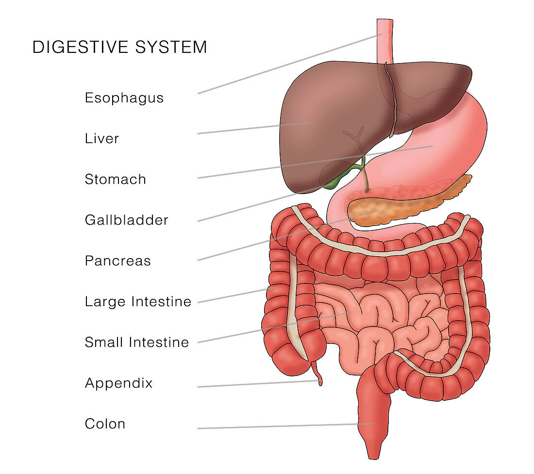 Anatomy of Digestive System, Illustration