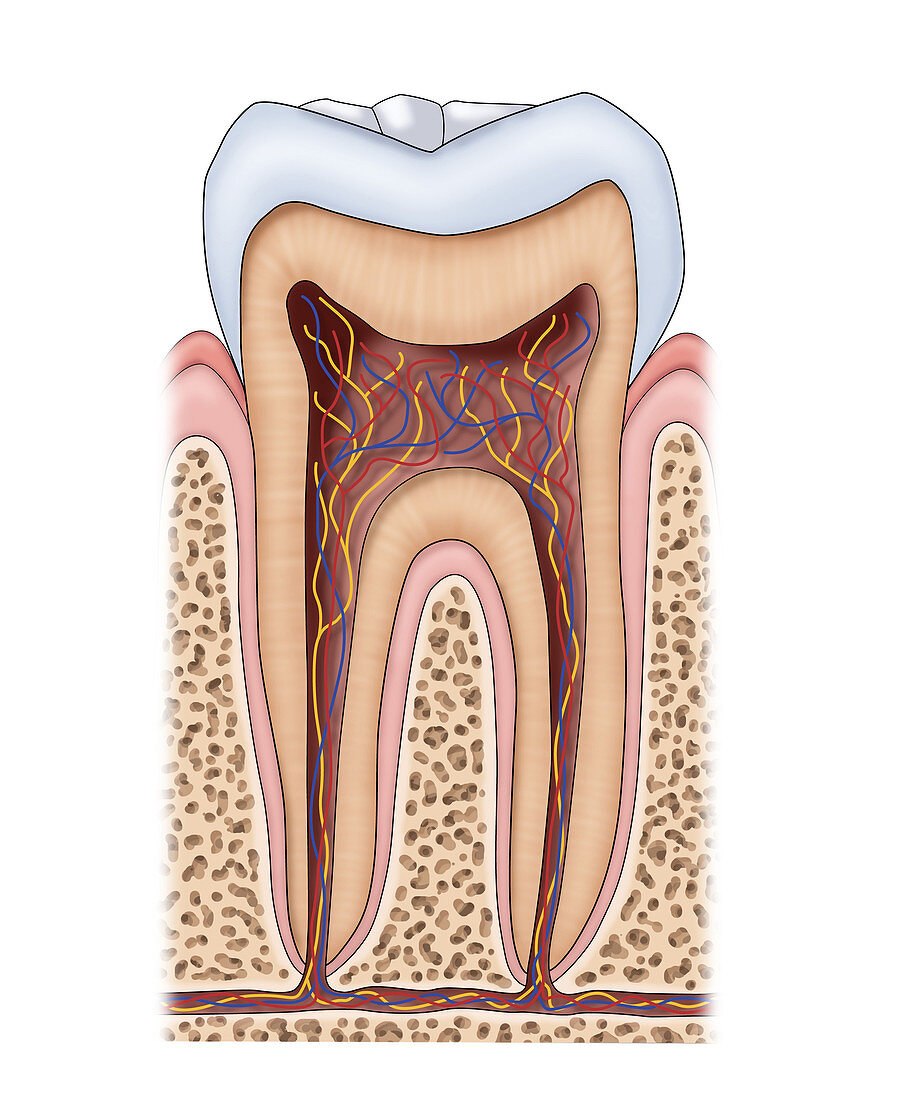 Tooth Anatomy. Illustration
