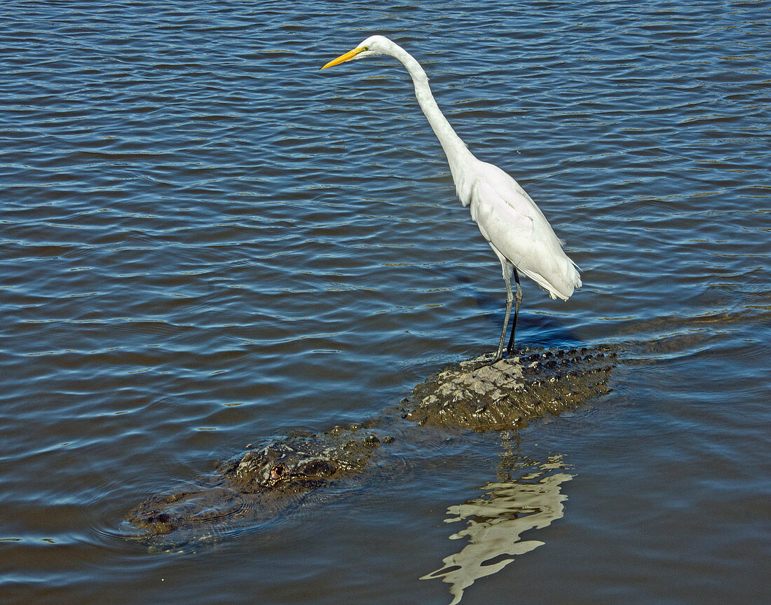 Great Egret, Riding on Alligator