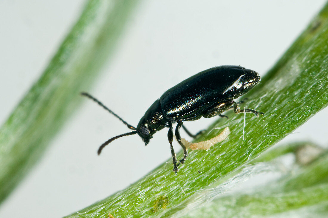 Flea beetle, Phyllotreta nigripes