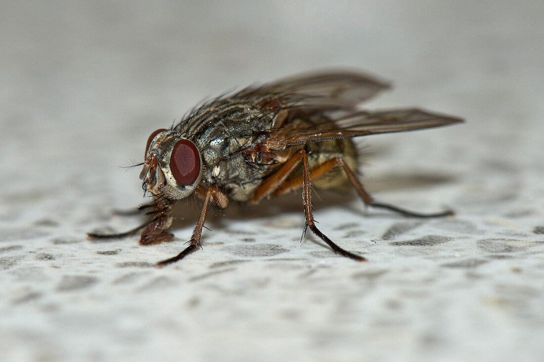 Housefly on kitchen counter