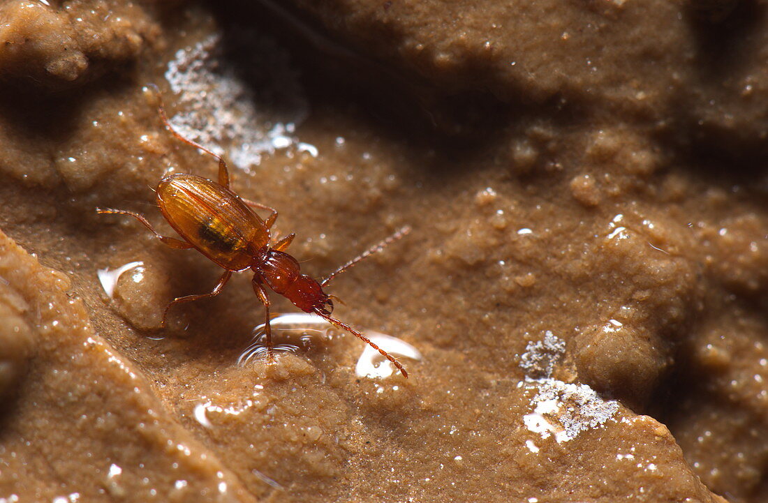 Cave Beetle