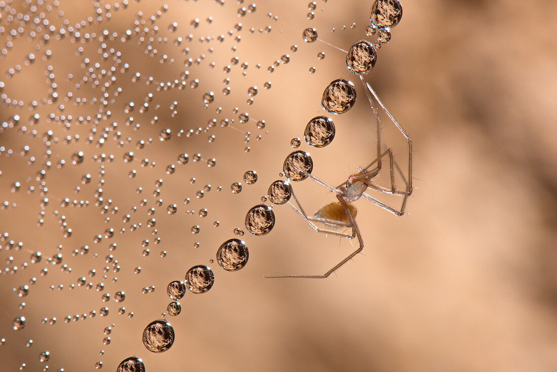 Cave sheet-web spider