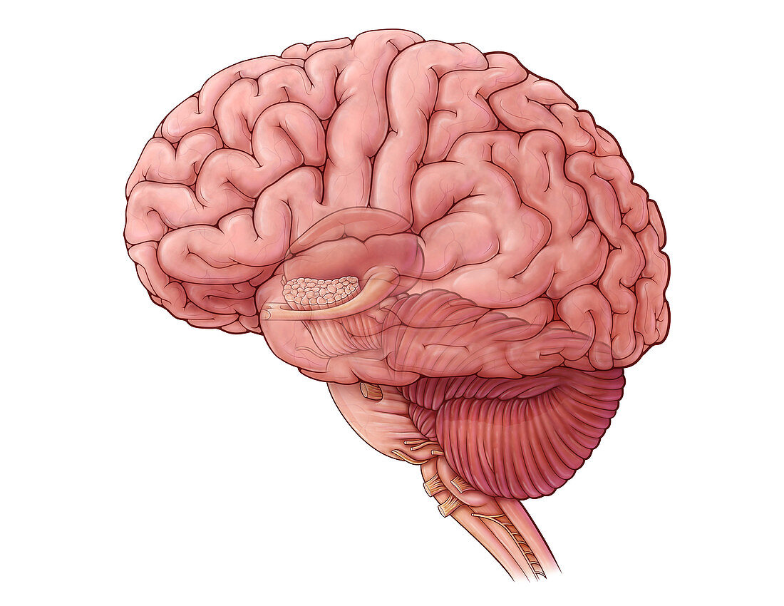 Diencephalon and Brainstem, illustration