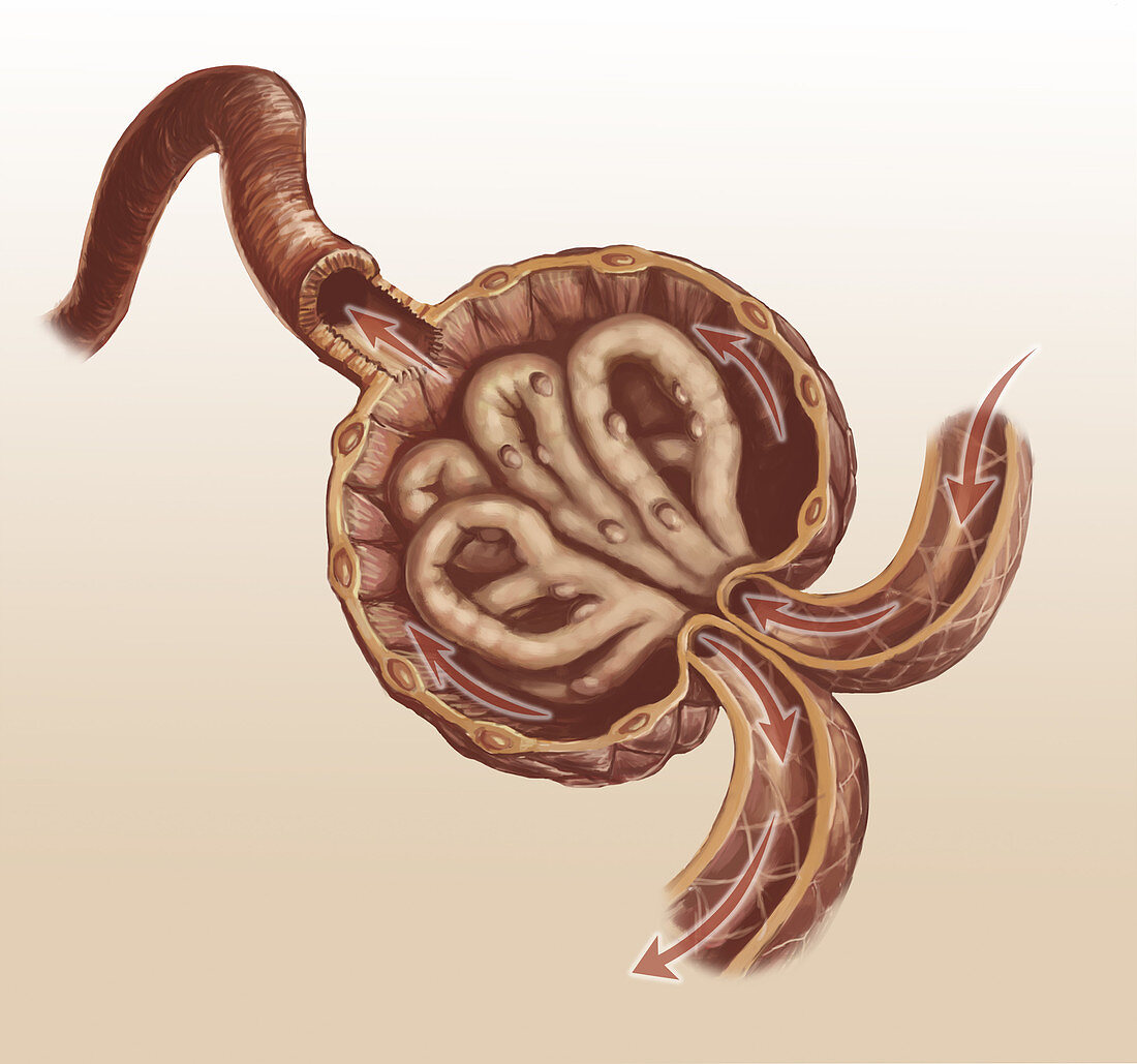 Renal Glomerulus, Illustration