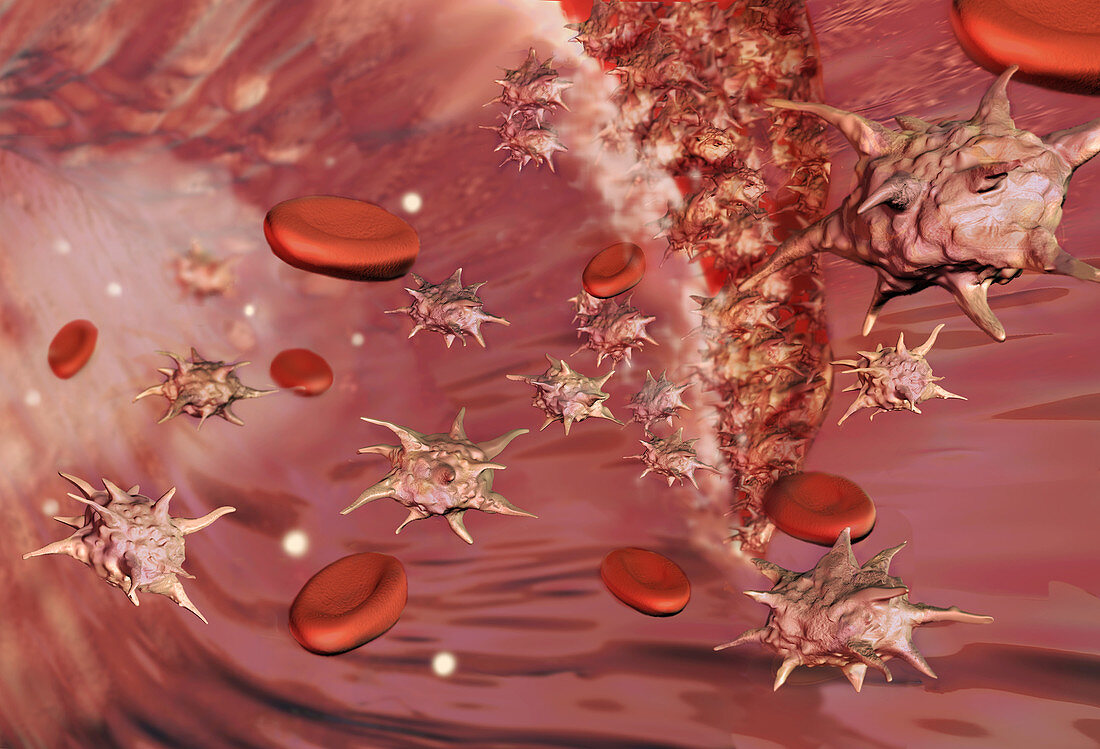 Platelets, Illustration