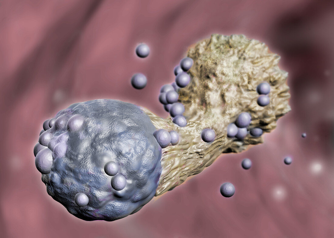 Cytotoxic T Cell Attacking Cancer, Illustration
