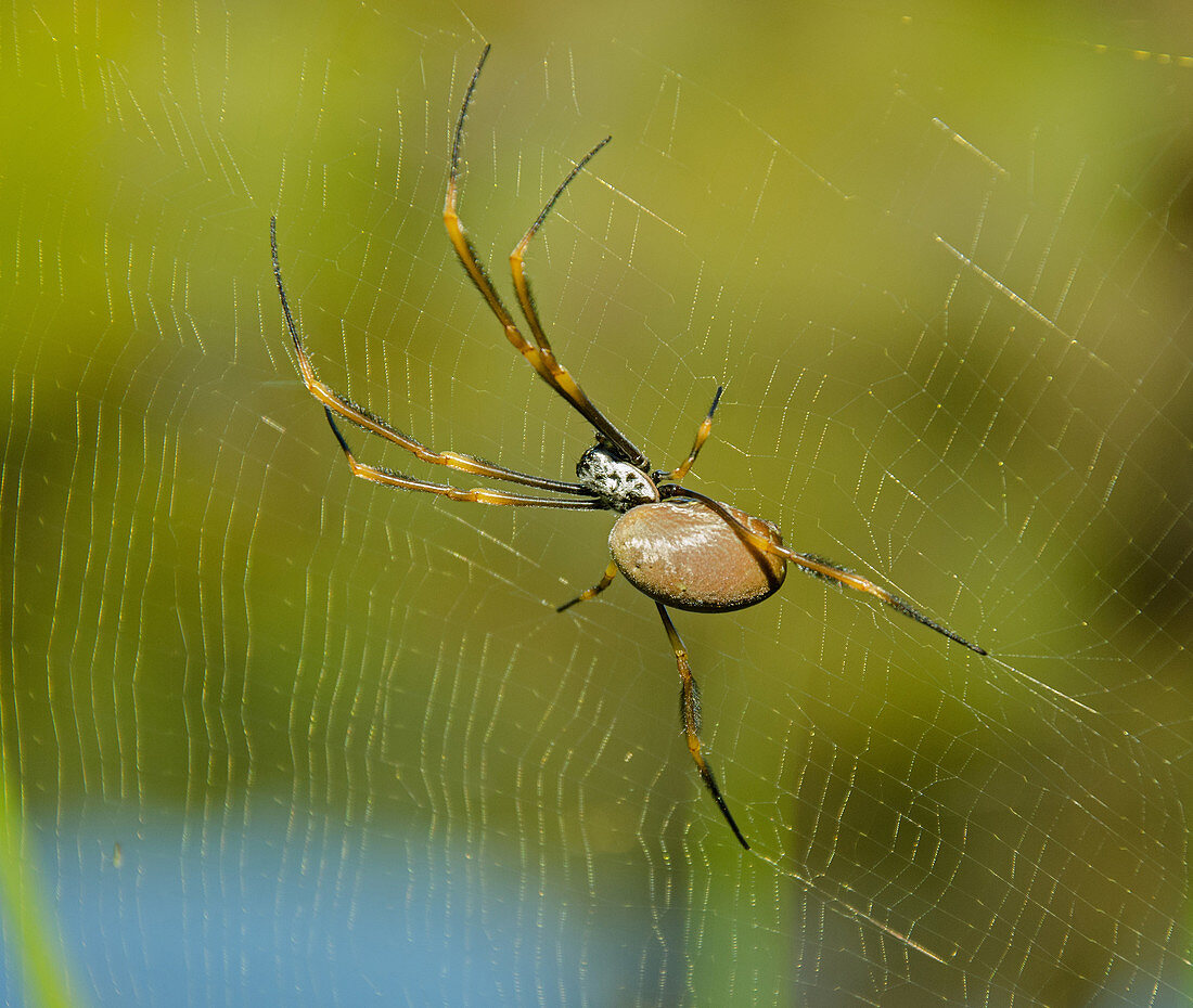 Yellow-banded Golden Silk Spider