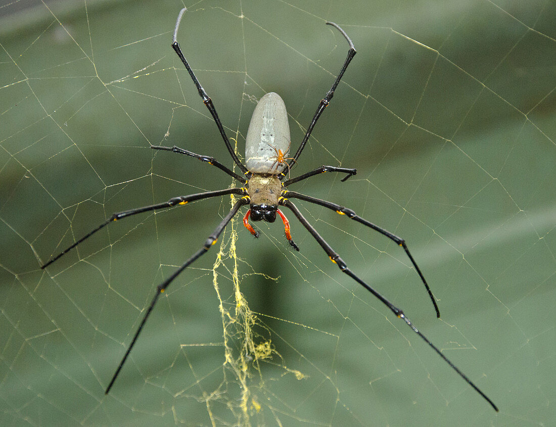 Giant Golden Silk Spider