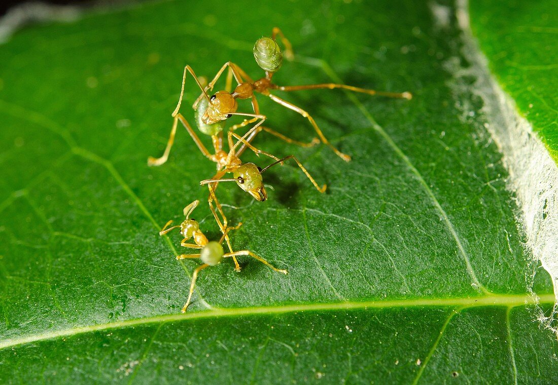 Australian Green Tree Ants