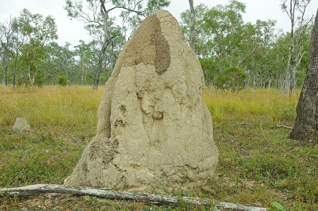 Australian Termite Mound