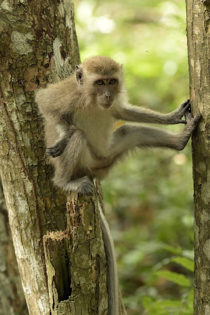 Long-tailed Macaque
