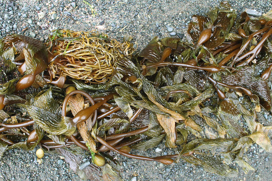Perennial Kelp