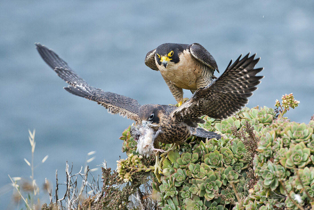 Peregrine Falcon and Young