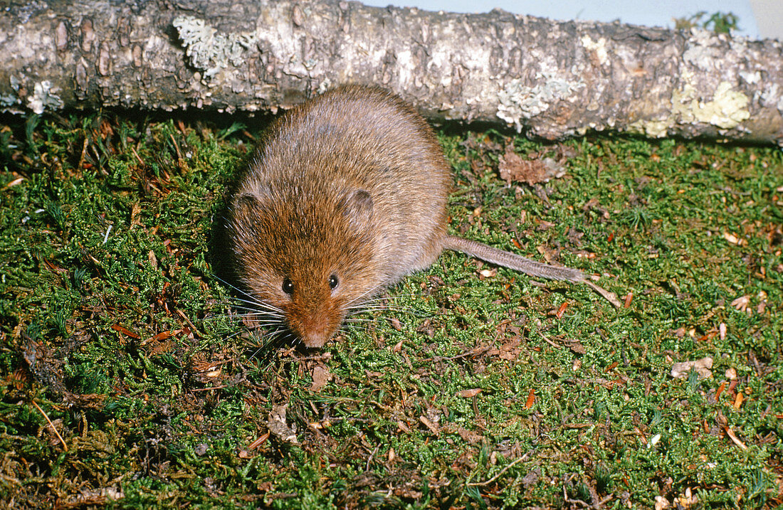 Rock Vole or Yellow Nosed Vole