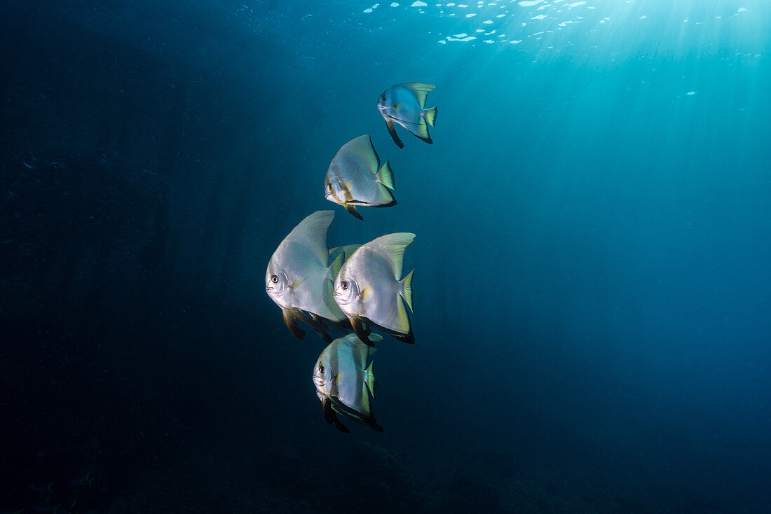 Longfin Batfish, Indonesia