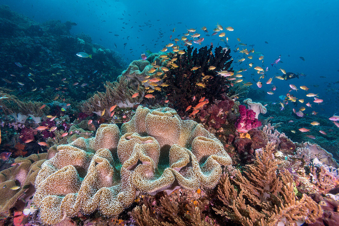 Colourful Reef, Indonesia