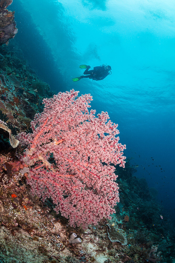 Soft Coral, Indonesia