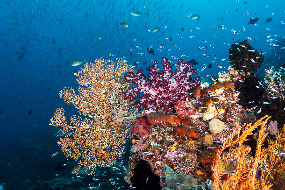 Coral Reef, Indonesia