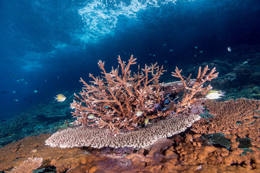 Acropora Corals, Indonesia