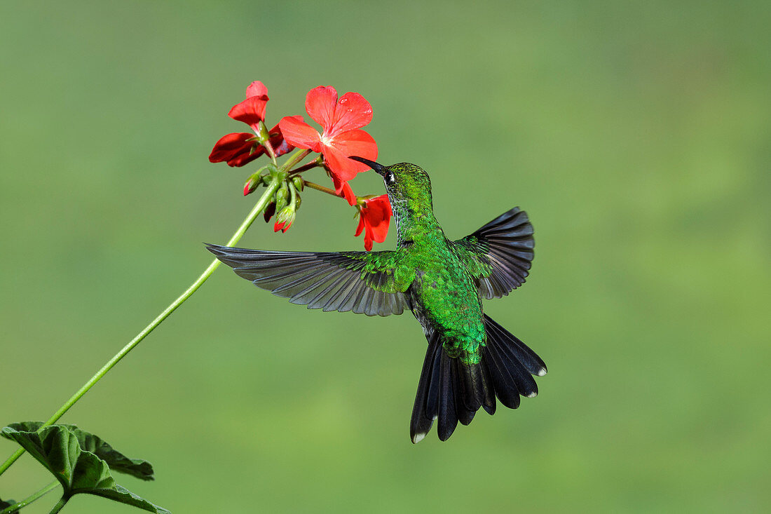Green-crowned brilliant feeding on flowers