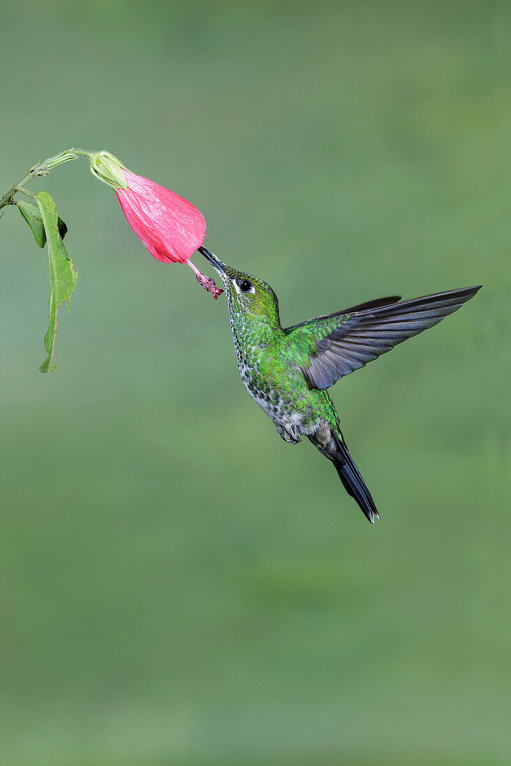 Green-crowned Brilliant