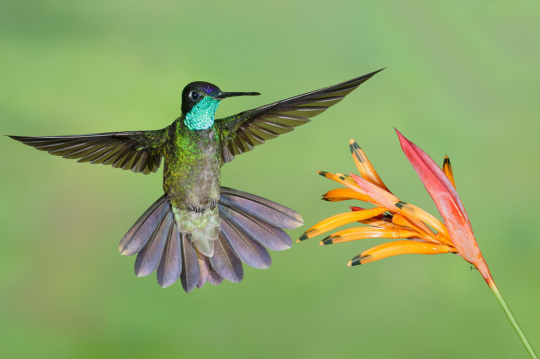 Magnificent Hummingbird, Eugenes fulgens