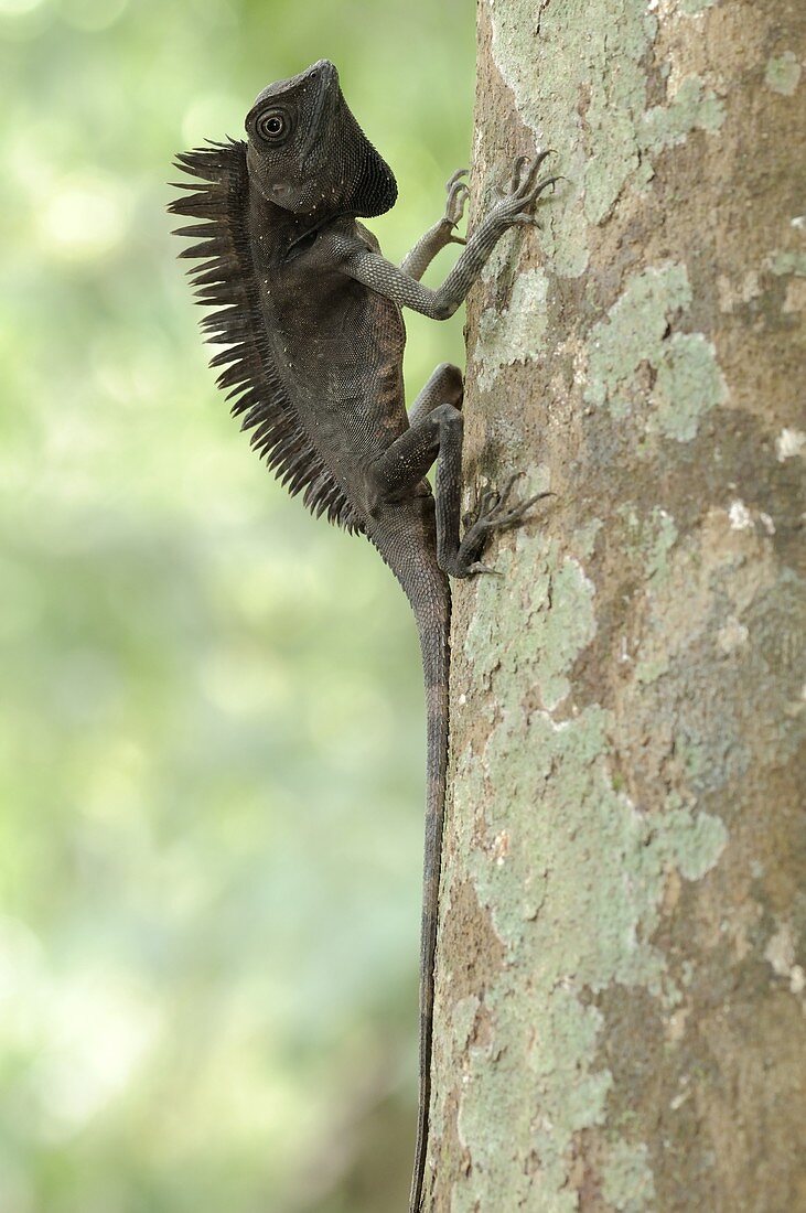 Borneo Forest Dragon