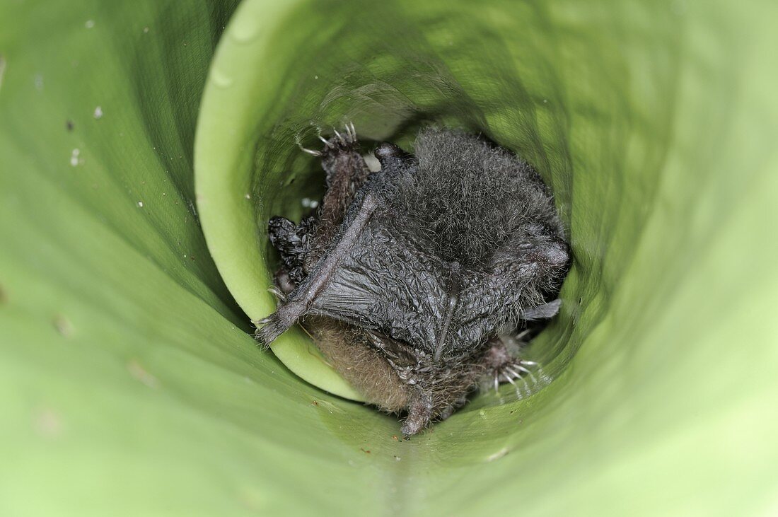 Hardwicke's Woolly bat (Kerivoula hardwickii)